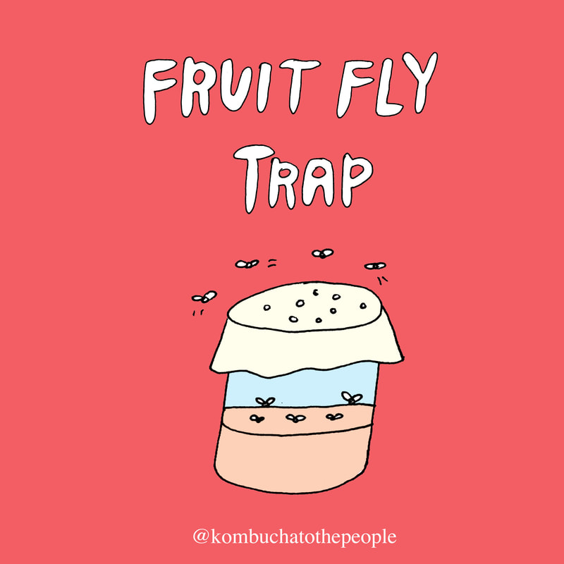 kombucha illustration art fruit fly trap 