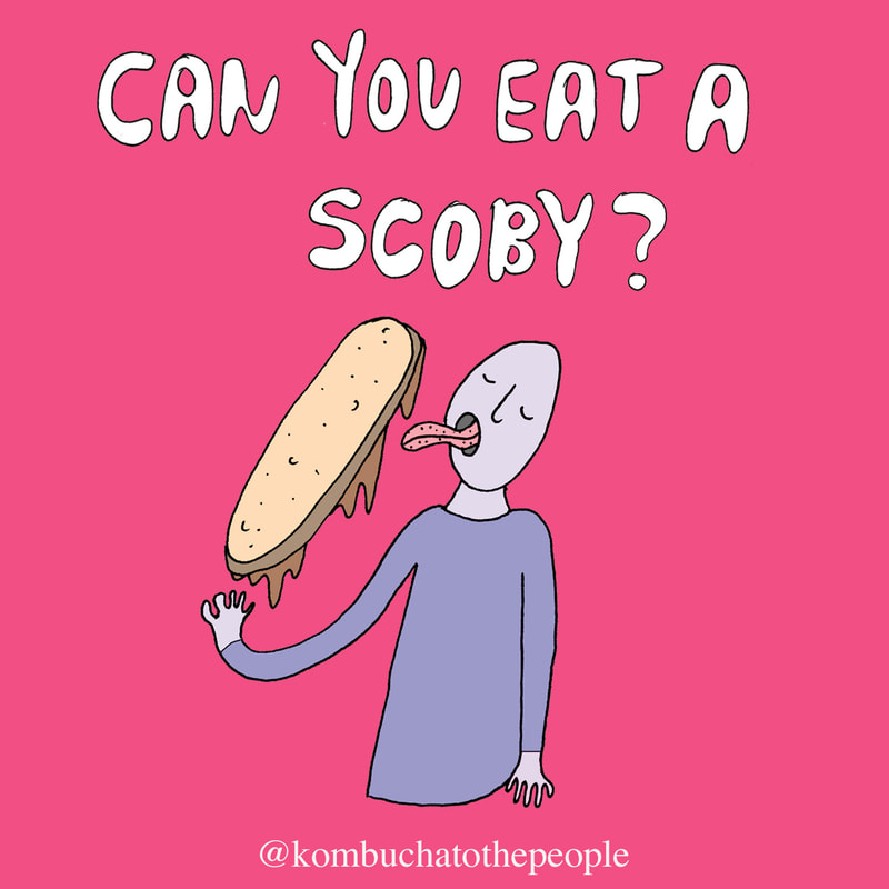 kombucha illustration art with words that say can you eat a scoby with person licking a SOCBY