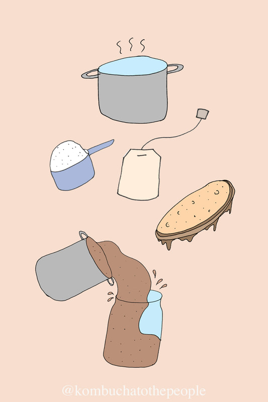 kombucha illustration art of kombucha ingredients: water, sugar tea, SCOBY